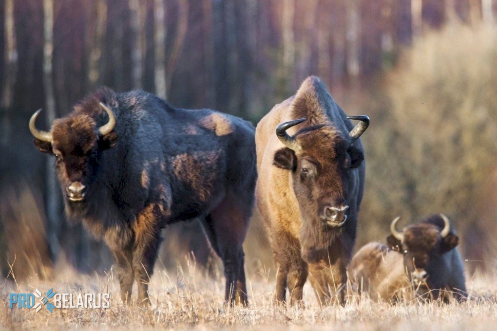 Беловежская пуща бьет рекорды: зубров стало больше!
